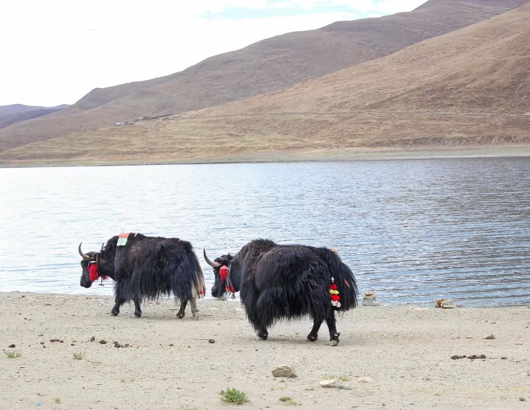 雪域西藏，此生必駕—— 自由炮護航！